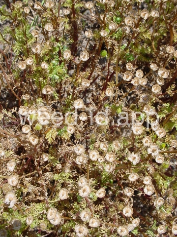pineapple-weed